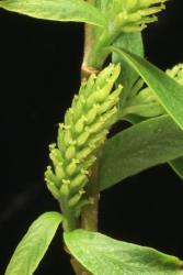 Salix matsudana. Female catkin.
 Image: D. Glenny © Landcare Research 2020 CC BY 4.0